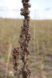 Verbascum thapsus