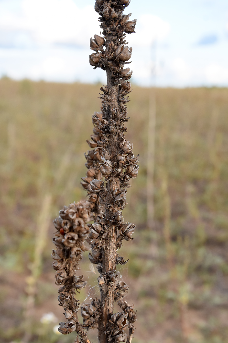 Изображение особи Verbascum thapsus.