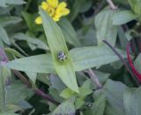 Zinnia marylandica