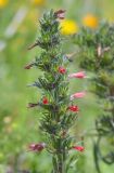 Echium russicum. Соцветие. Республика Северная Осетия-Алания, Ирафский р-н, Большой Кавказ, восточный склон хр. Стурфарс, у тропы подъёма на пер. Дунта, ≈ 2160 м н.у.м., субальпийский луг. 06.07.2021.