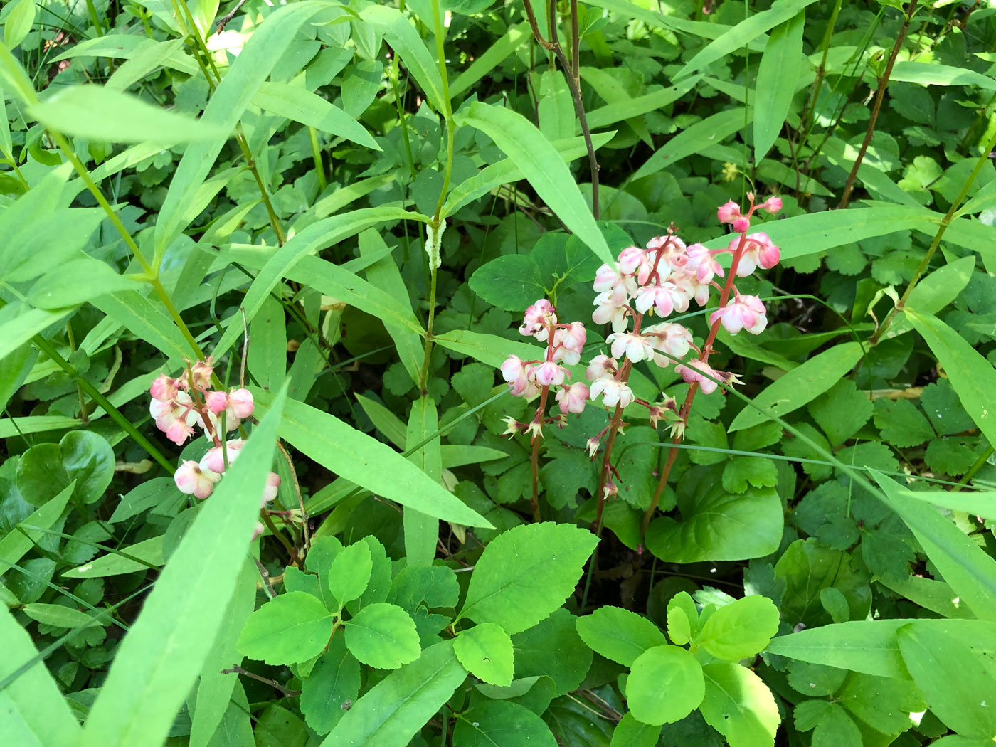 Image of Pyrola incarnata specimen.