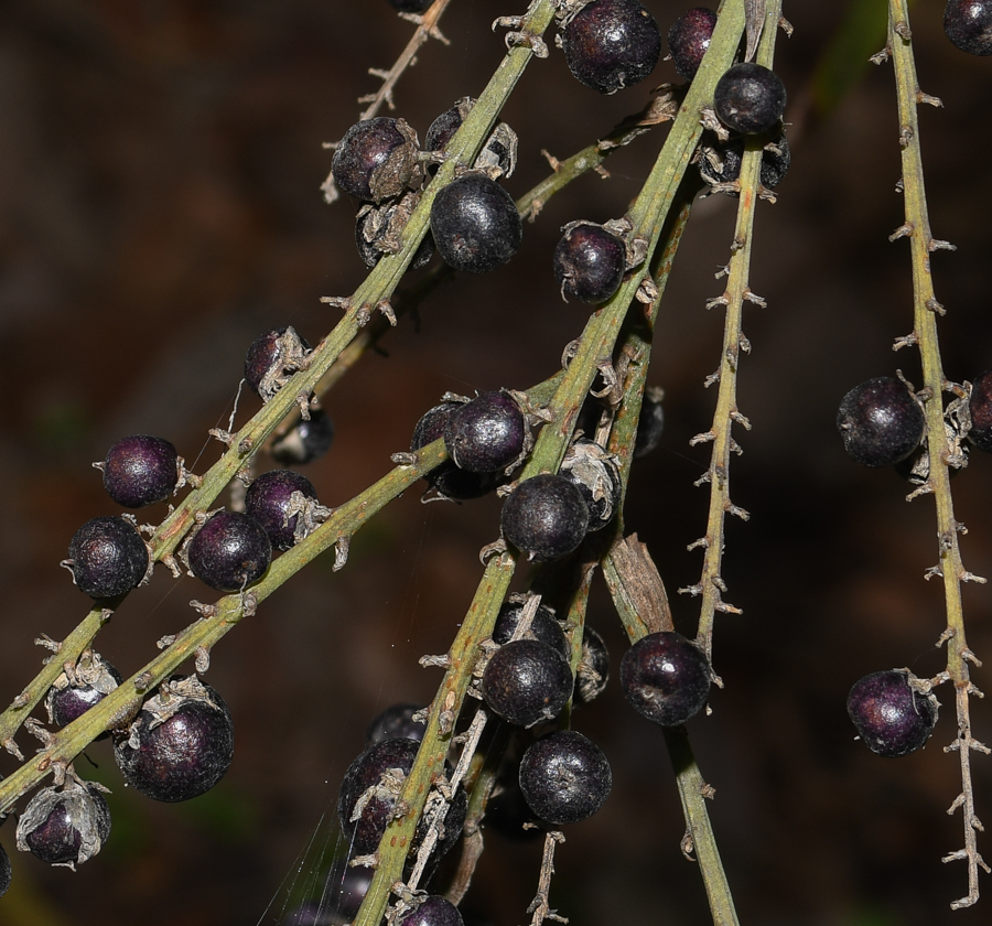 Image of Cordyline stricta specimen.