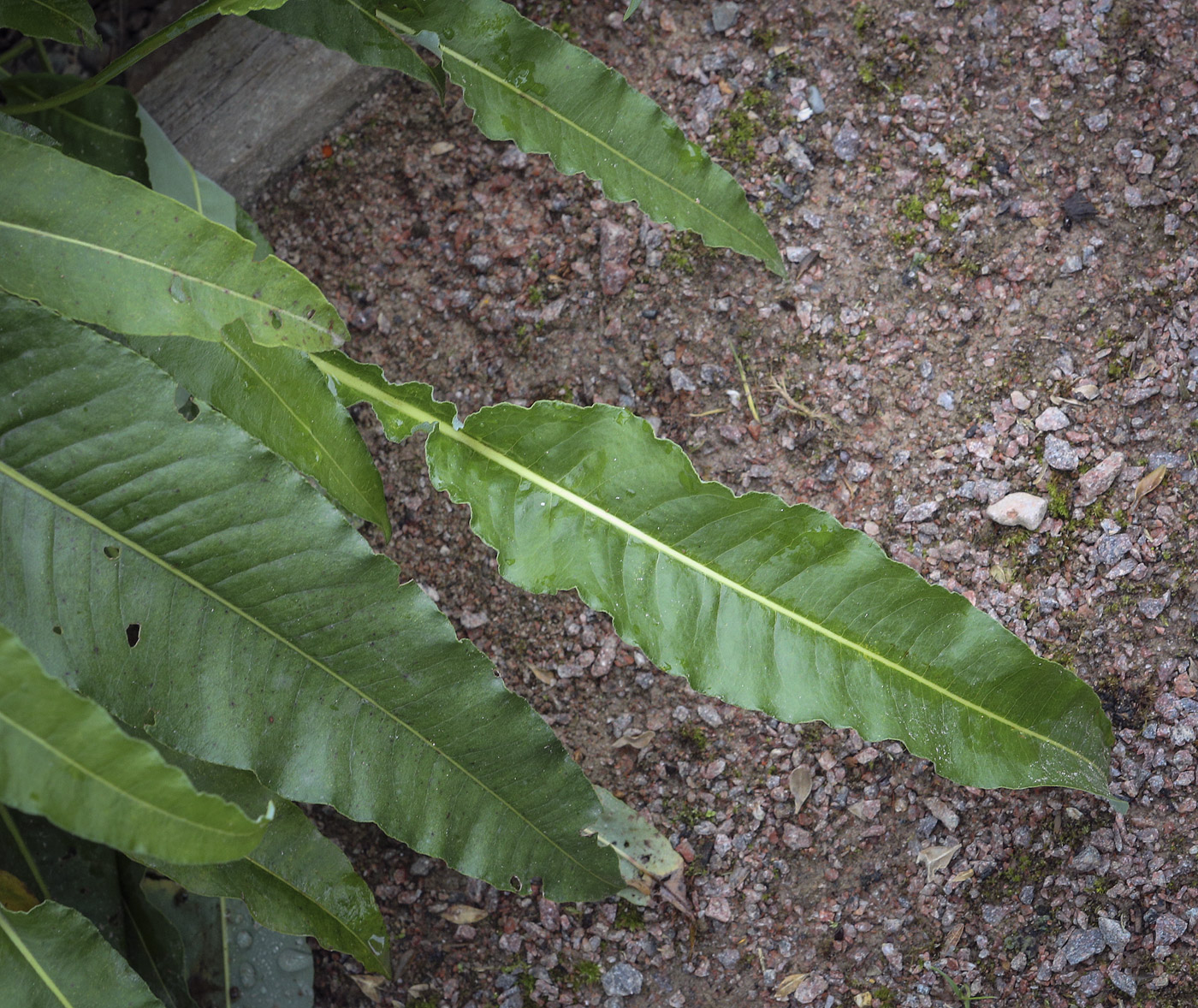 Изображение особи Bistorta officinalis.