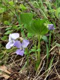 Viola mirabilis. Цветущие растения. Свердловская обл., окр. г. Североуральск, район Коноваловки, склон известняковой скалы. 13.05.2010.