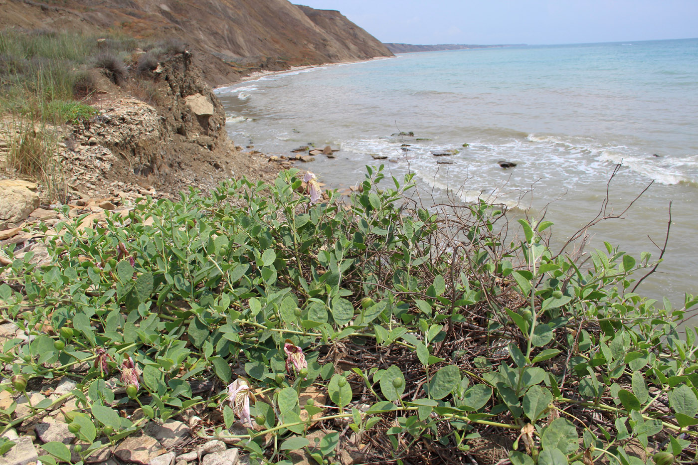 Image of Capparis herbacea specimen.