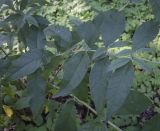 Buddleja davidii