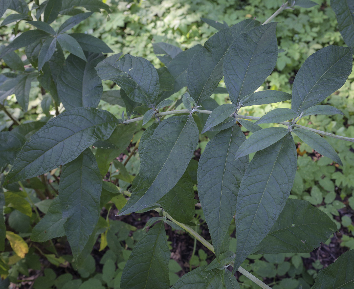 Image of Buddleja davidii specimen.