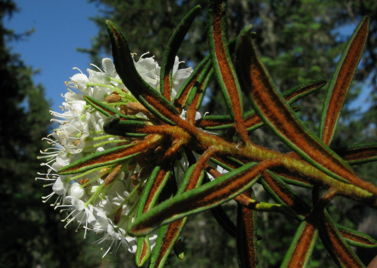 Image of Ledum palustre specimen.