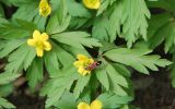 Anemone ranunculoides