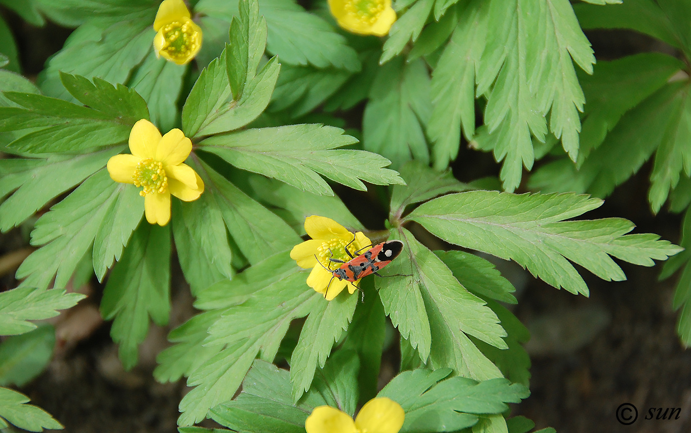 Image of Anemone ranunculoides specimen.