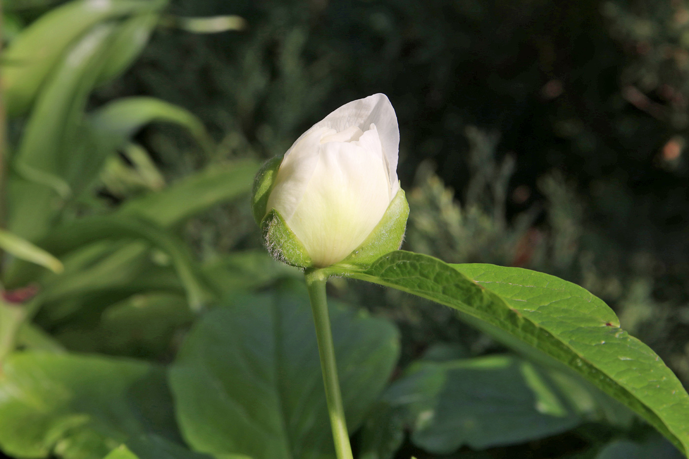 Image of Paeonia wittmanniana specimen.