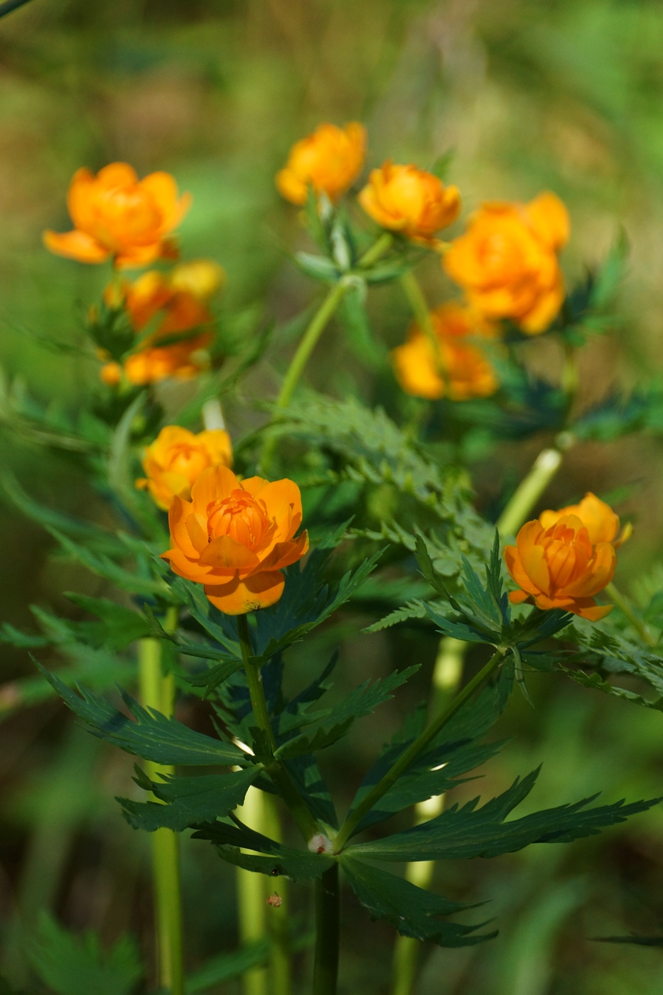 Image of Trollius asiaticus specimen.