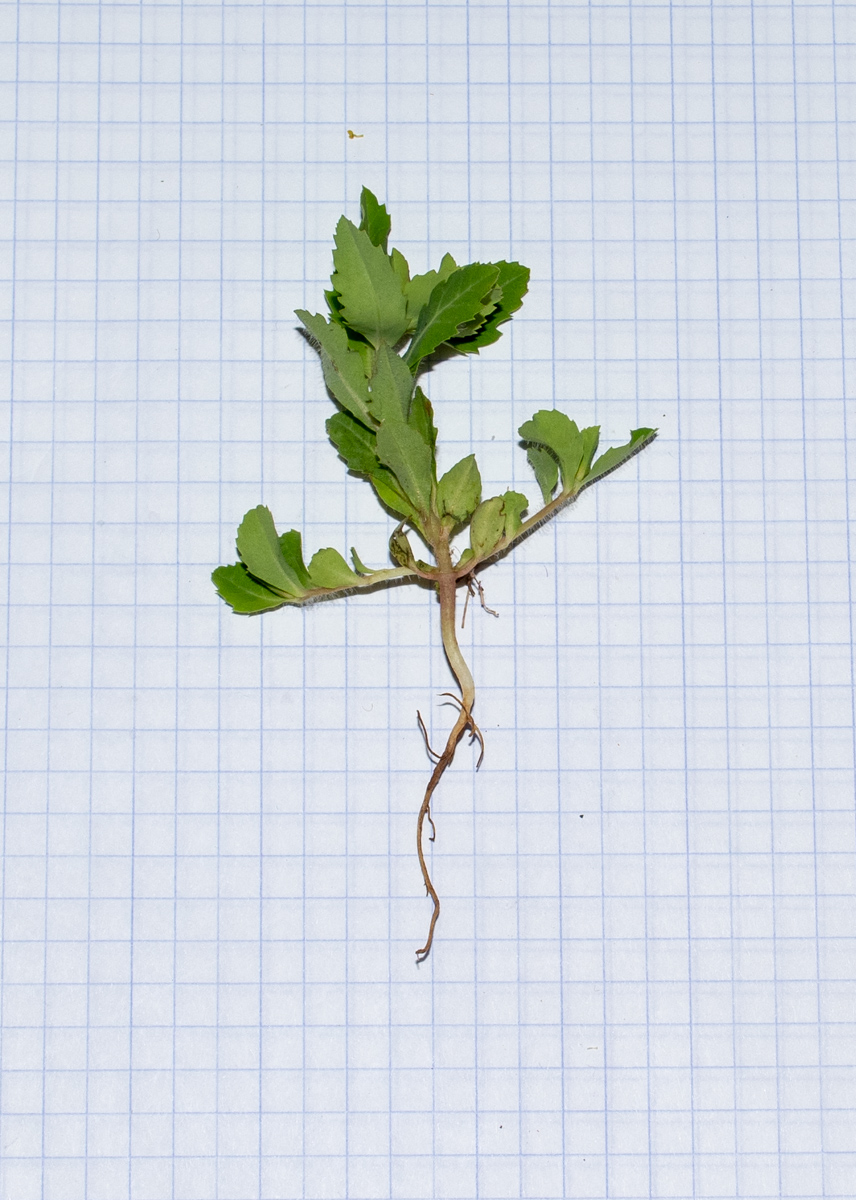 Изображение особи Euphorbia oxyodonta.
