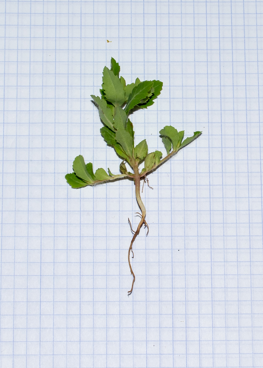 Image of Euphorbia oxyodonta specimen.