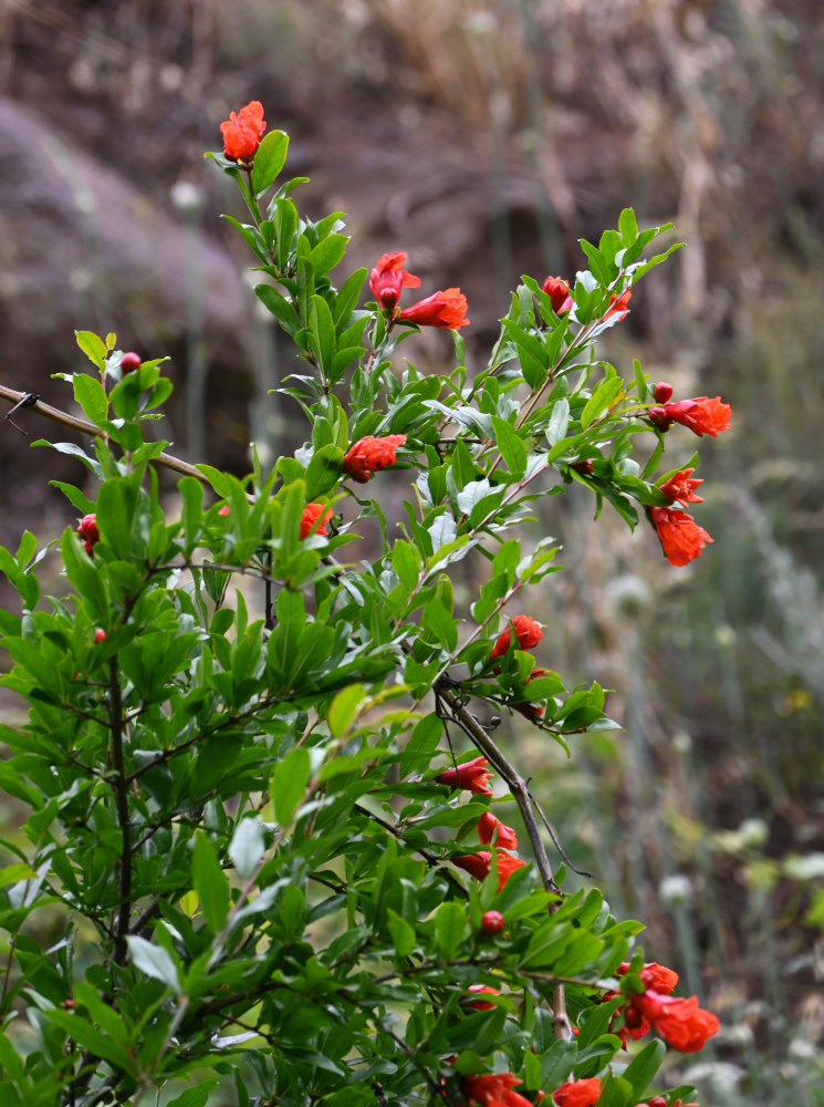 Image of Punica granatum specimen.