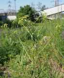 Sisymbrium altissimum