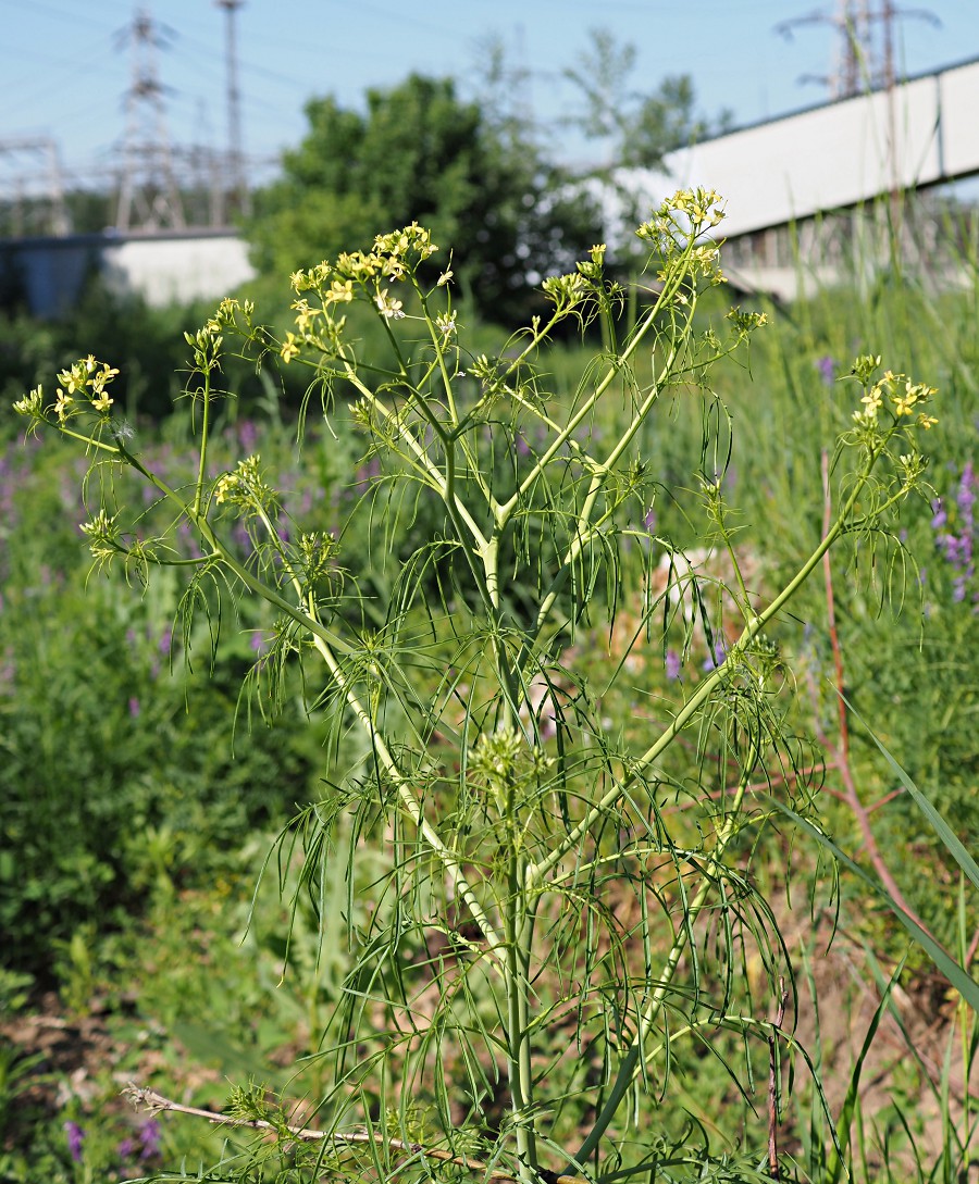 Изображение особи Sisymbrium altissimum.