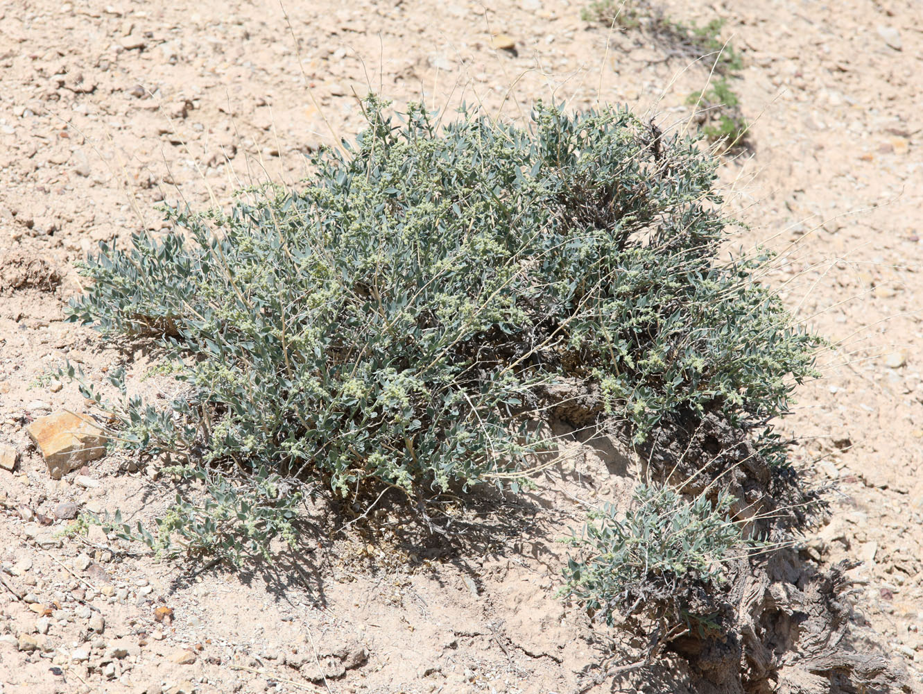 Image of Chenopodium frutescens specimen.