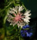 Centaurea cyanus. Соцветие (светлая морфа). Ростовская обл., Азовский р-н, с. Кугей. 28.05.2022.