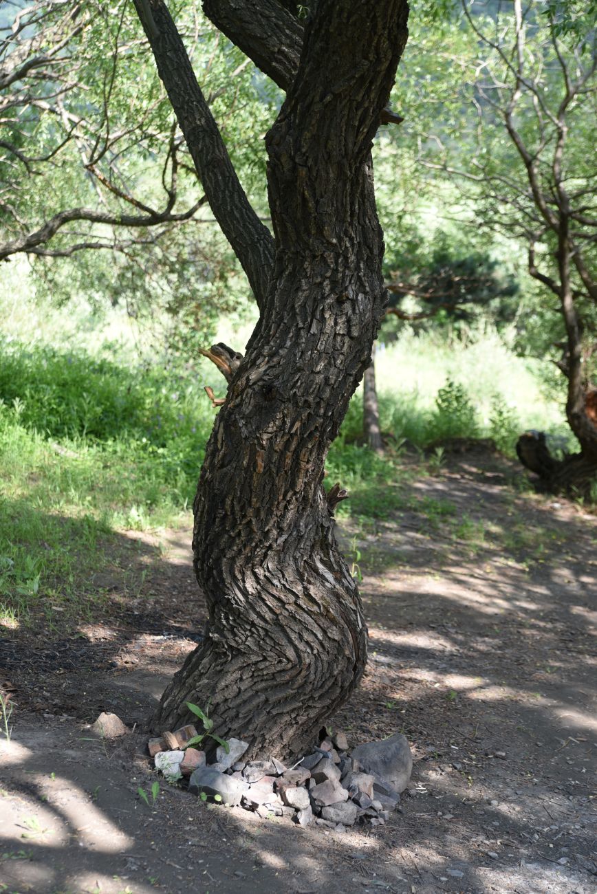 Image of Salix alba specimen.