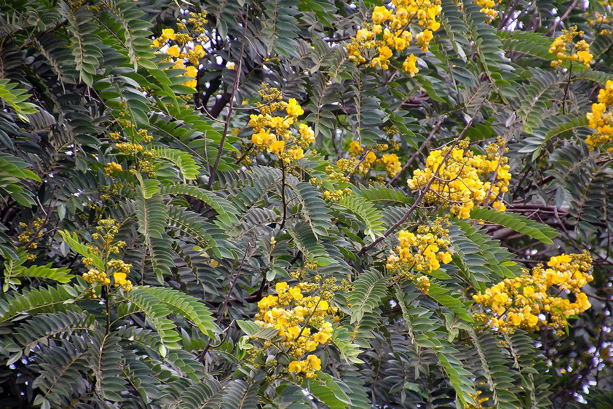Image of familia Fabaceae specimen.