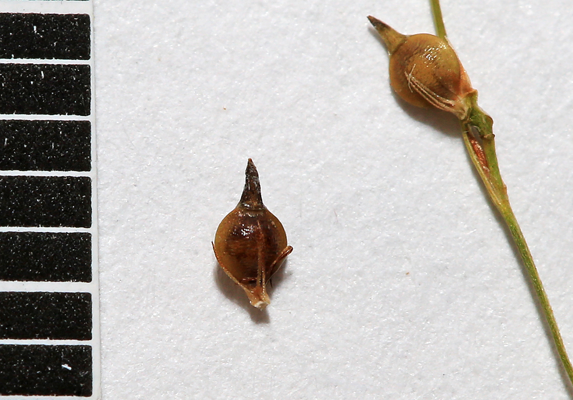 Image of Rhynchospora faberi specimen.