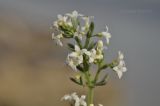 Galium humifusum. Верхушка соцветия. Крым, Черноморский р-н, с. Межводное, песчаный берег моря. 06.08.2022.