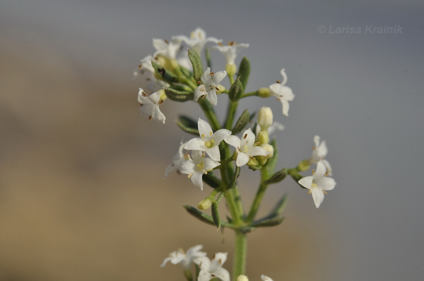 Изображение особи Galium humifusum.