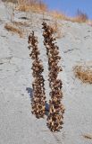 genus Cistanche. Сухие растения. Узбекистан, Ферганская обл., Язъяванский р-н, Язъяванские пески, частично закреплённые дюны. 15 сентября 2022 г.
