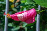 Hibiscus rosa-sinensis