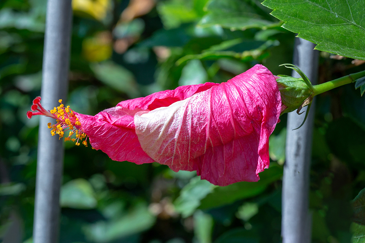 Image of Hibiscus rosa-sinensis specimen.