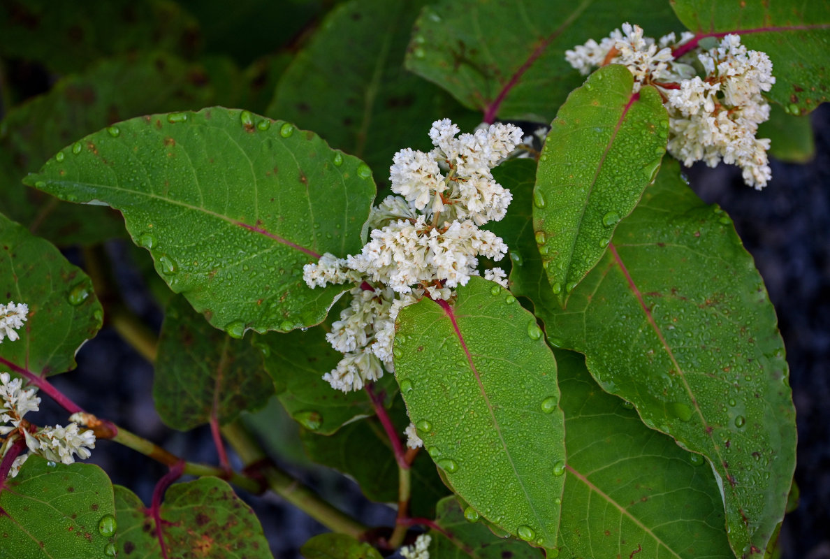 Изображение особи Reynoutria sachalinensis.