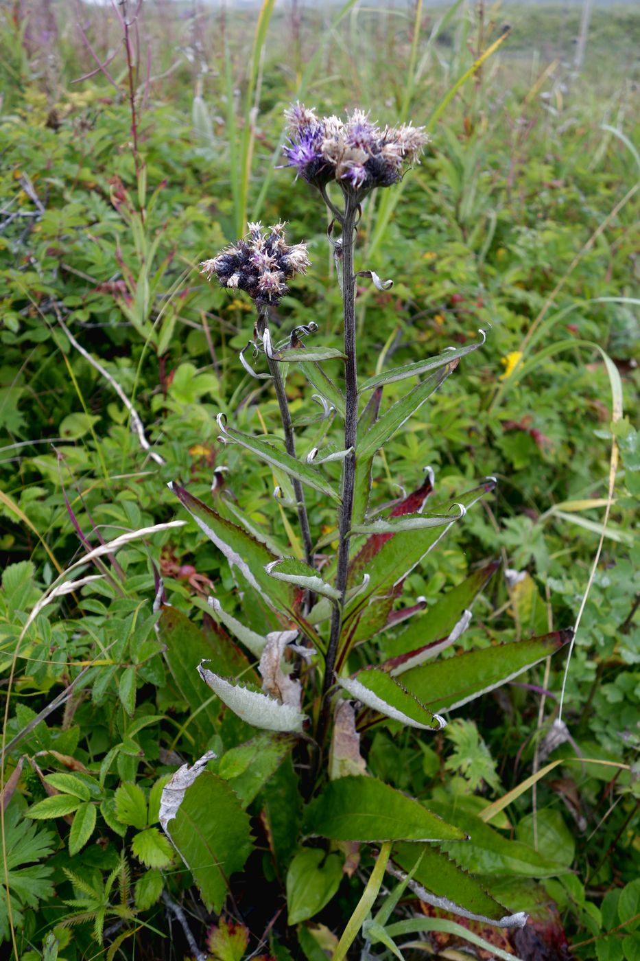 Изображение особи Saussurea pseudotilesii.