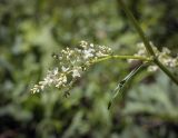 Aconogonon alpinum