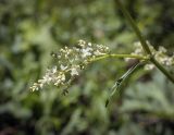 Aconogonon alpinum. Пазушный цветущий побег. Пермский край, Кунгурский р-н, правый берег р. Сылва, ур. Камень Ермак, берёзово-сосновый лес, сырой луг. 04.06.2022.