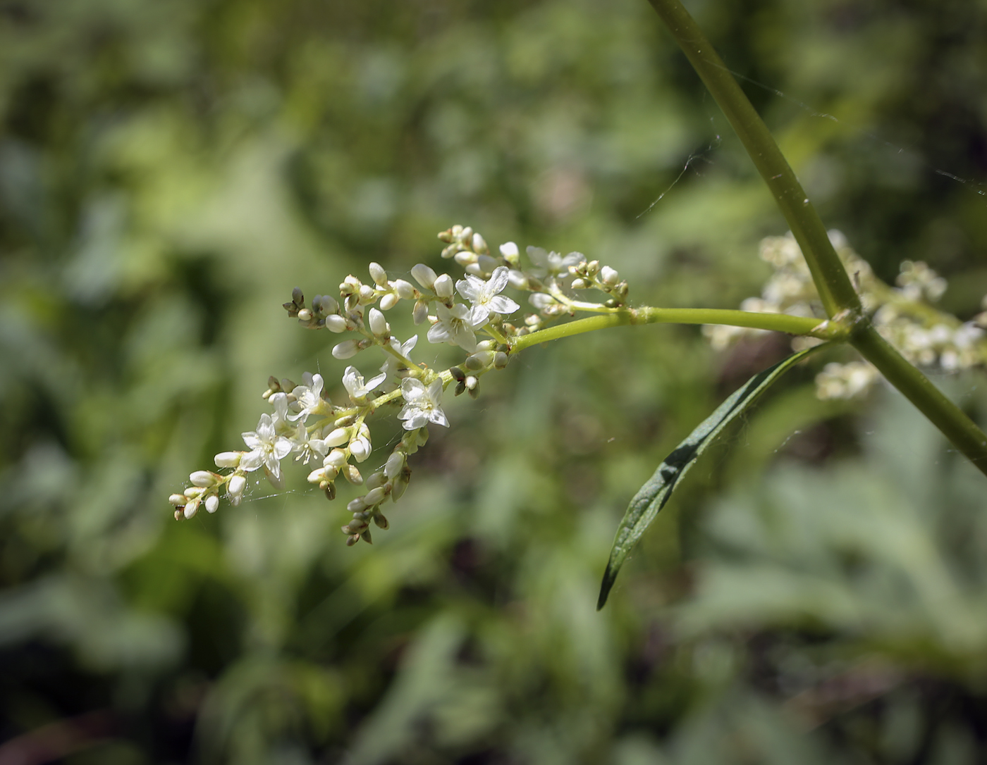 Изображение особи Aconogonon alpinum.