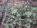 род Cladonia