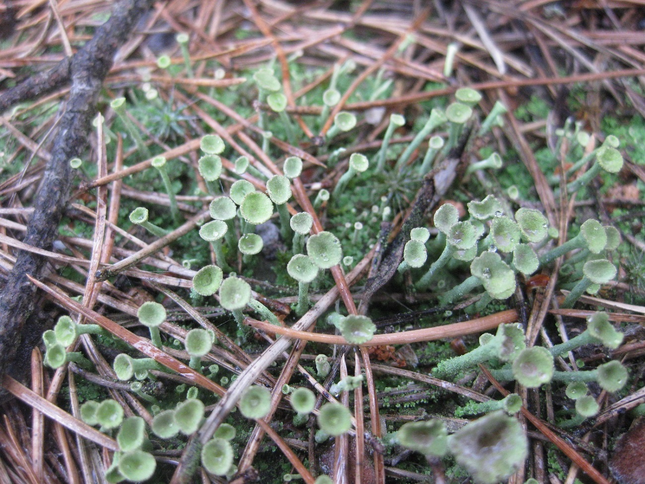 Image of genus Cladonia specimen.