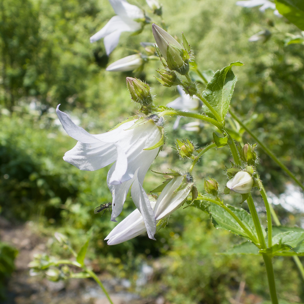 Image of Gadellia lactiflora specimen.