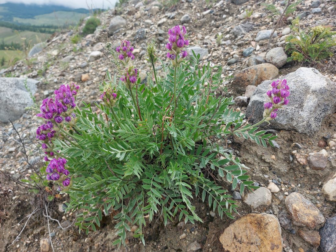 Image of Oxytropis nitens specimen.