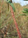 Euphorbia virgata