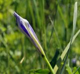 Iris oxypetala. Бутон. Приморский край, Хасанский р-н, пгт Посьет, опушка широколиственного леса у подножия сопки, нарушенное местообитание. 12.06.2022.