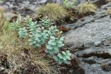 Rhodiola rosea