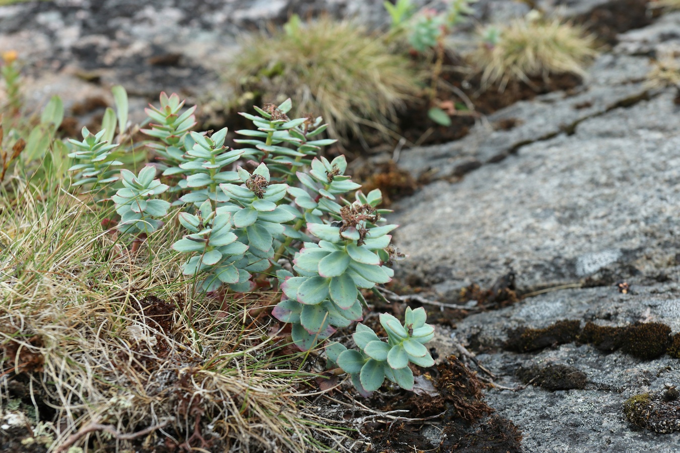 Изображение особи Rhodiola rosea.