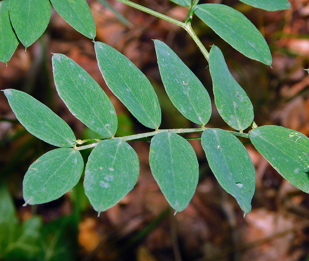 Image of Lathyrus niger specimen.