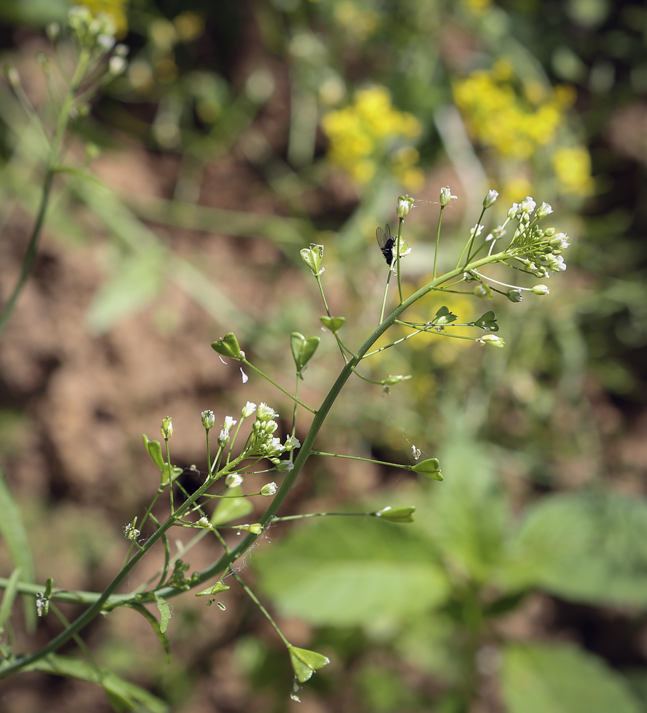 Изображение особи Capsella bursa-pastoris.