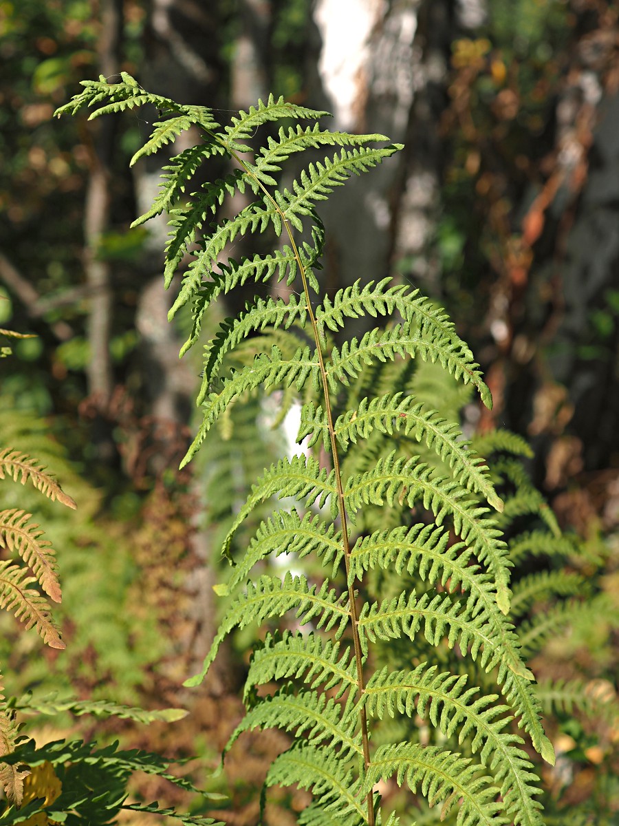 Изображение особи Thelypteris palustris.