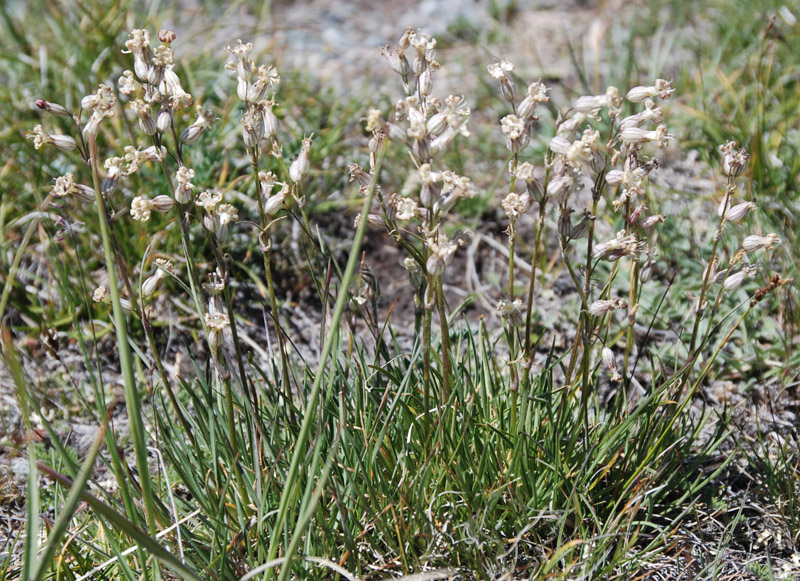 Image of Silene sobolevskajae specimen.