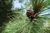 Pinus pumila