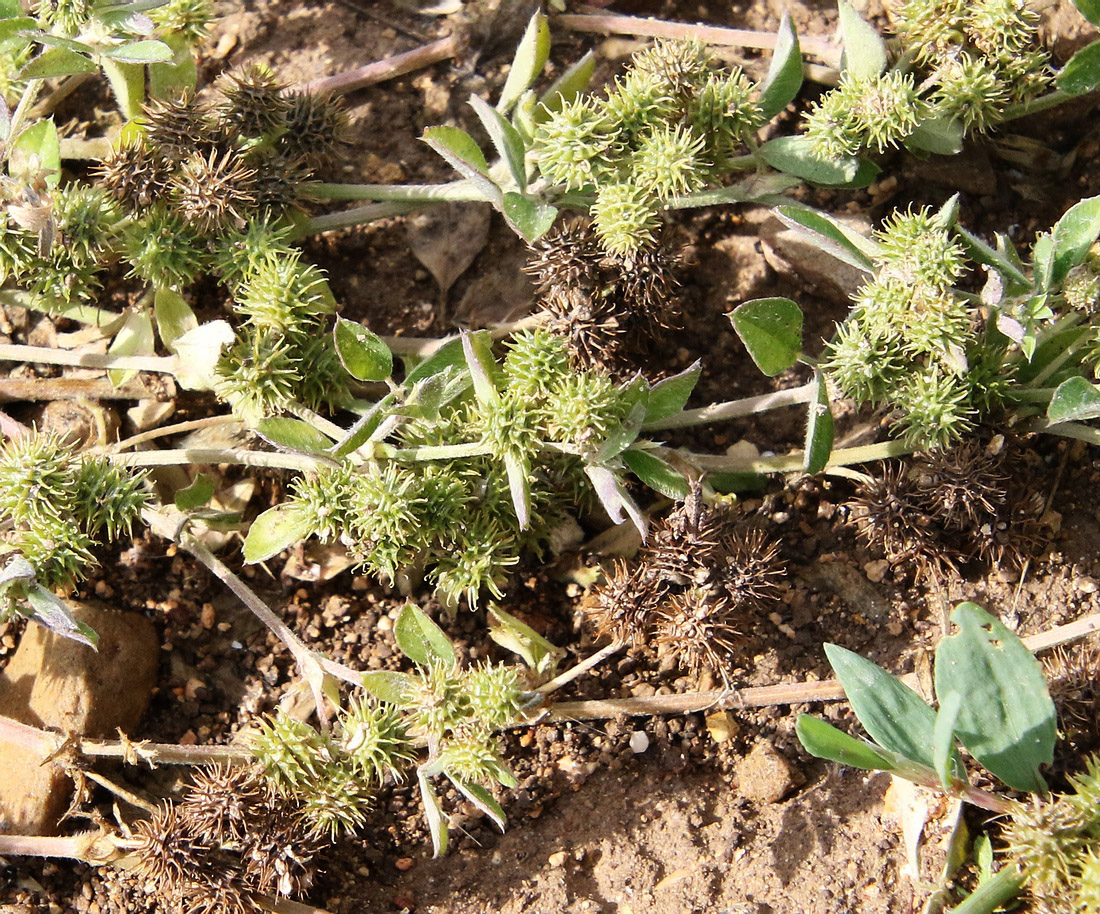 Image of Medicago minima specimen.